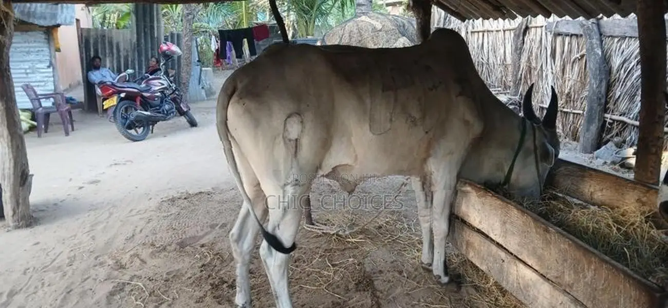 Male Cow வண்டில் மாடு