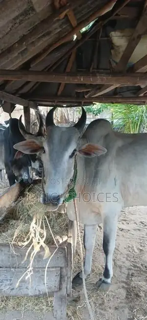 Male Cow வண்டில் மாடு