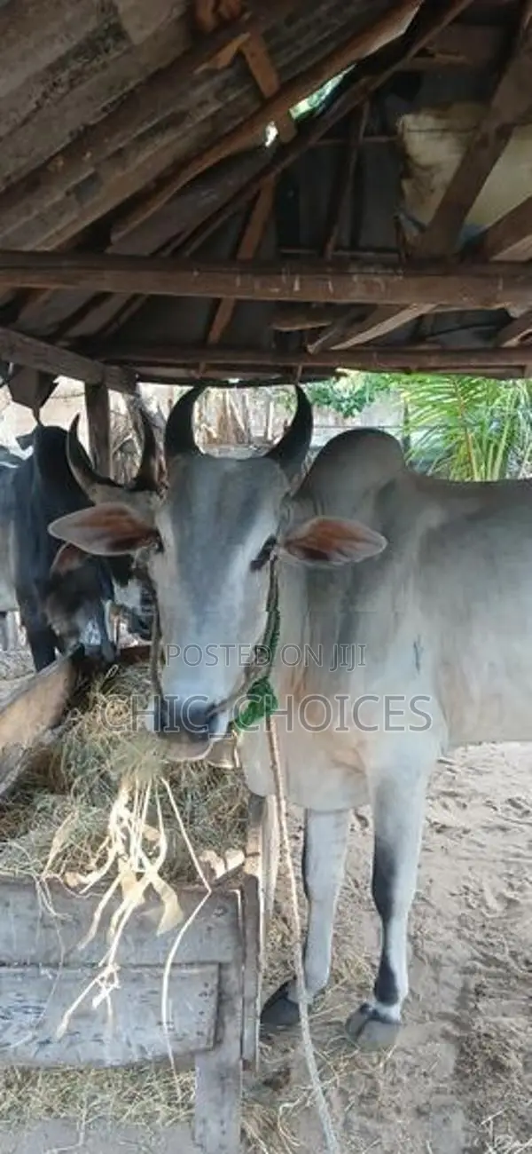 Male Cow வண்டில் மாடு