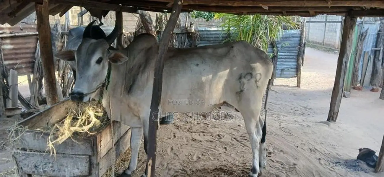 Male Cow வண்டில் மாடு
