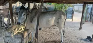 Male Cow வண்டில் மாடு
