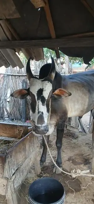 Male Cow