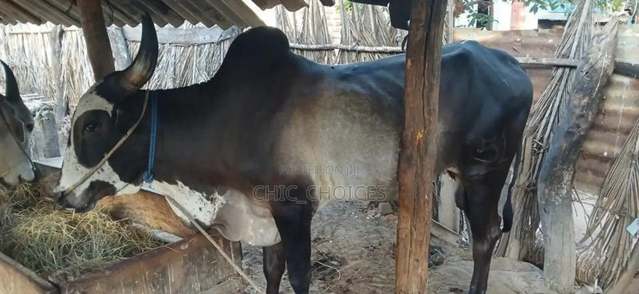 Male Cow