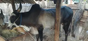 Male Cow