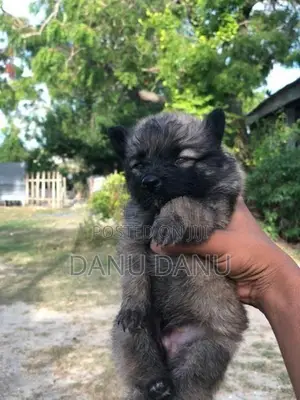 Pomeranian Puppies