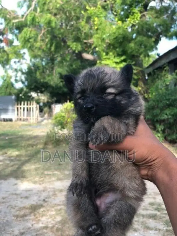 Pomeranian Puppies
