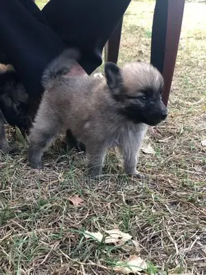 Pomeranian Puppies