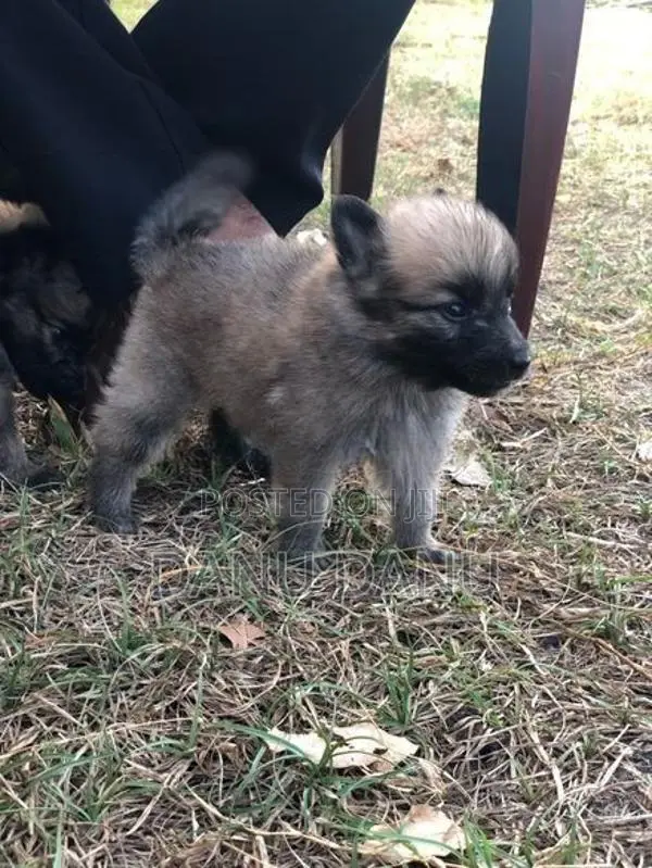 Pomeranian Puppies