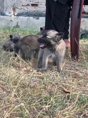 Pomeranian Puppies