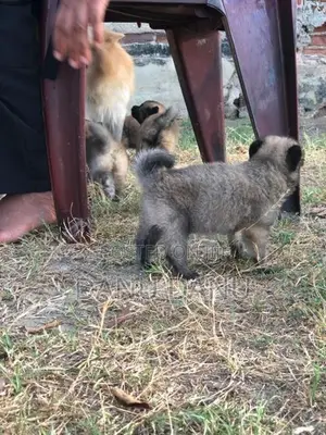 Pomeranian Puppies
