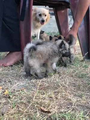 Pomeranian Puppies