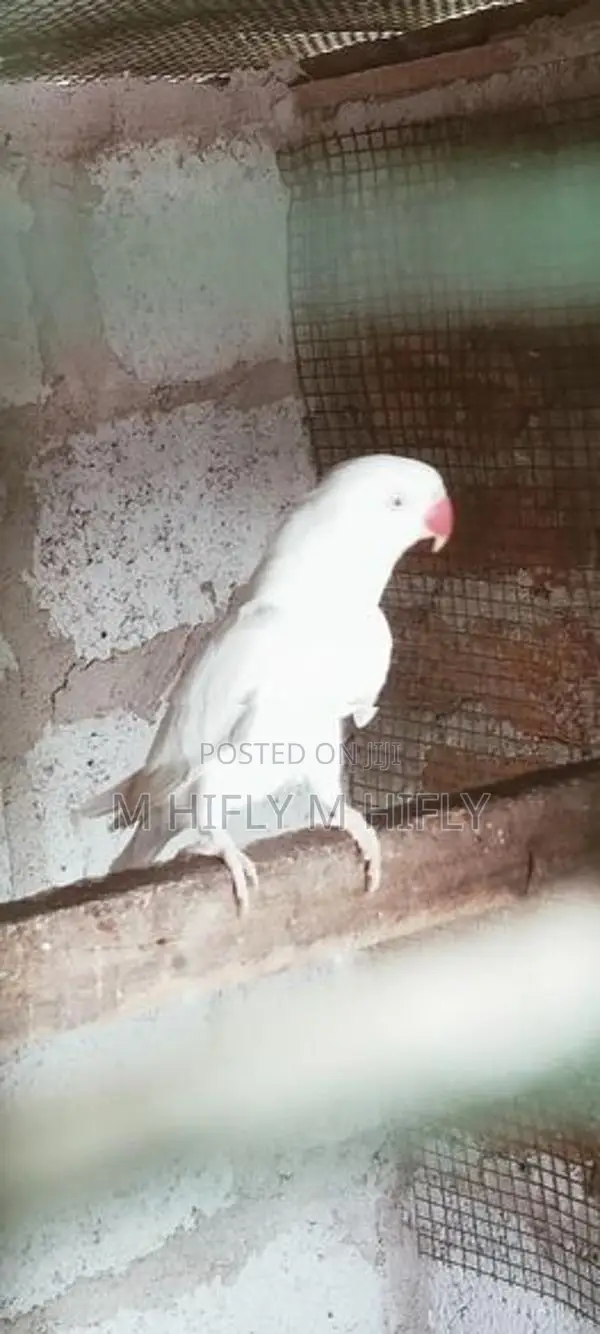 Indian Ringneck