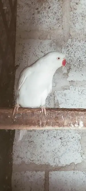 Indian Ringneck