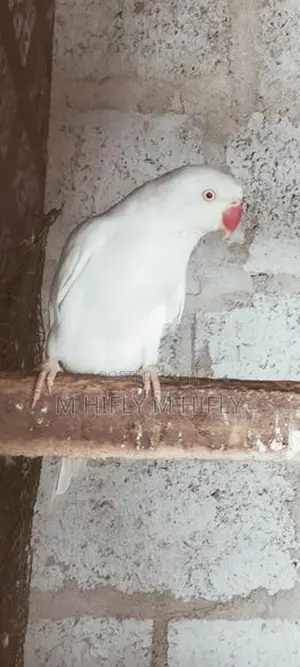 Indian Ringneck