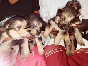 Germanshepad Puppies
