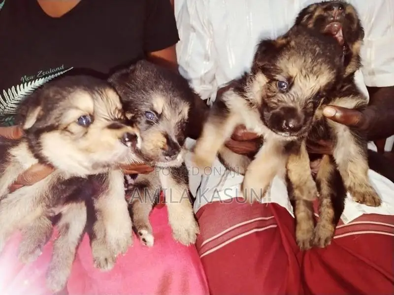 Germanshepad Puppies