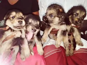 Germanshepad Puppies