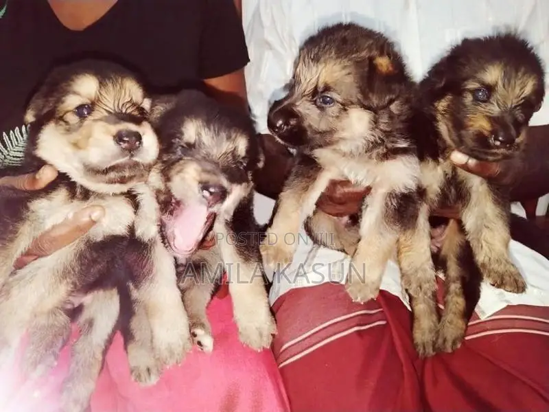 Germanshepad Puppies