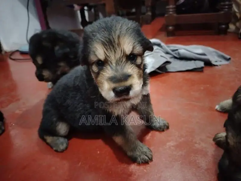 Germanshepad Puppies