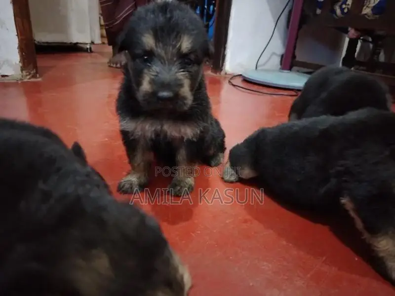 Germanshepad Puppies