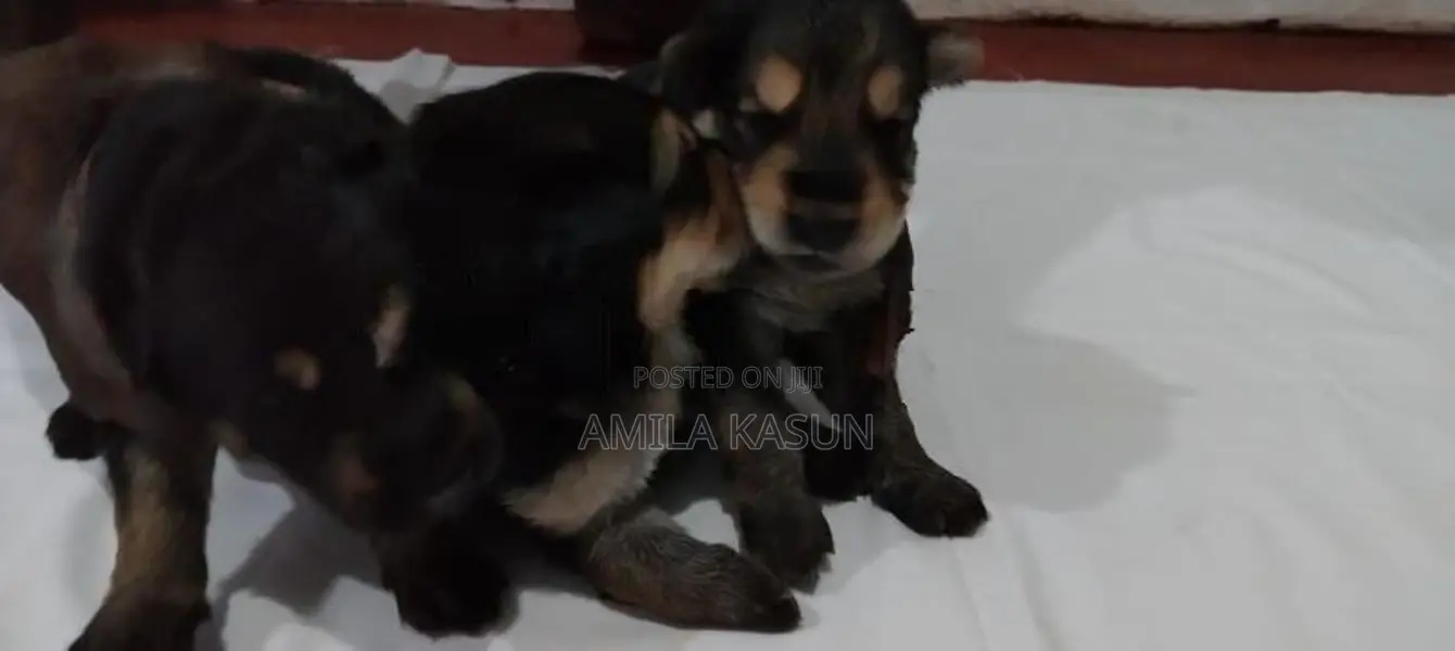 Germanshepad Puppies