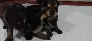 Germanshepad Puppies
