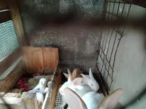 முயல்கள்