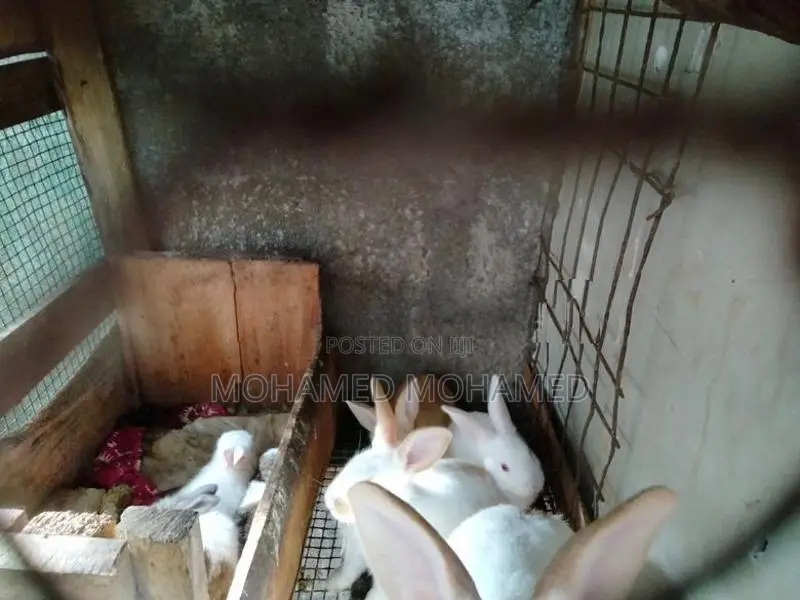 முயல்கள்