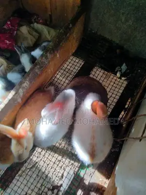 முயல்கள்