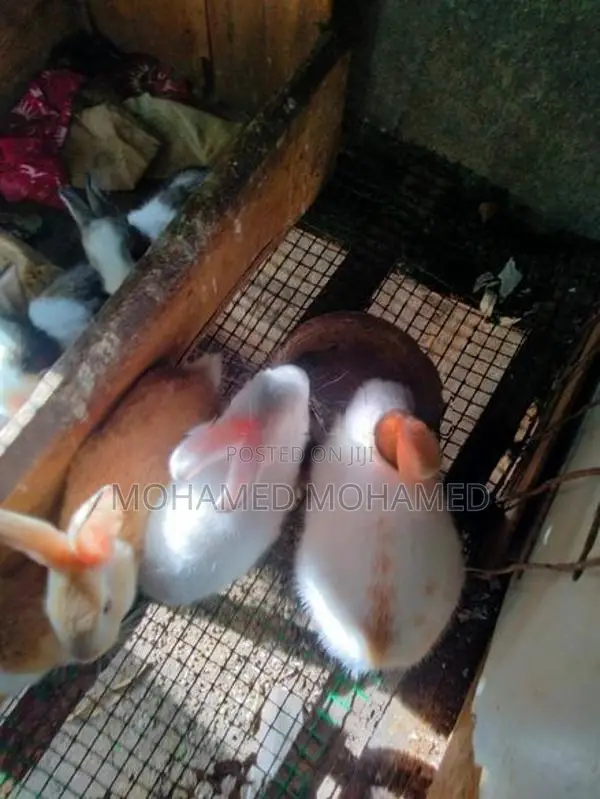 முயல்கள்