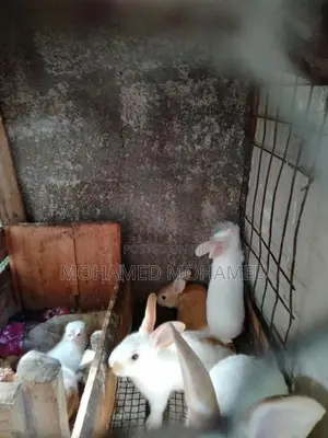 முயல்கள்