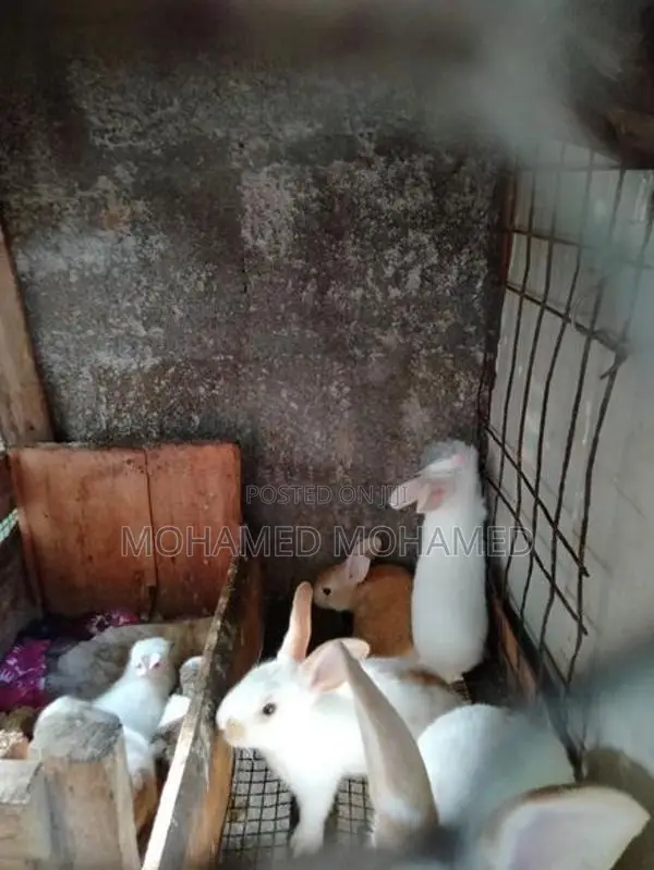 முயல்கள்