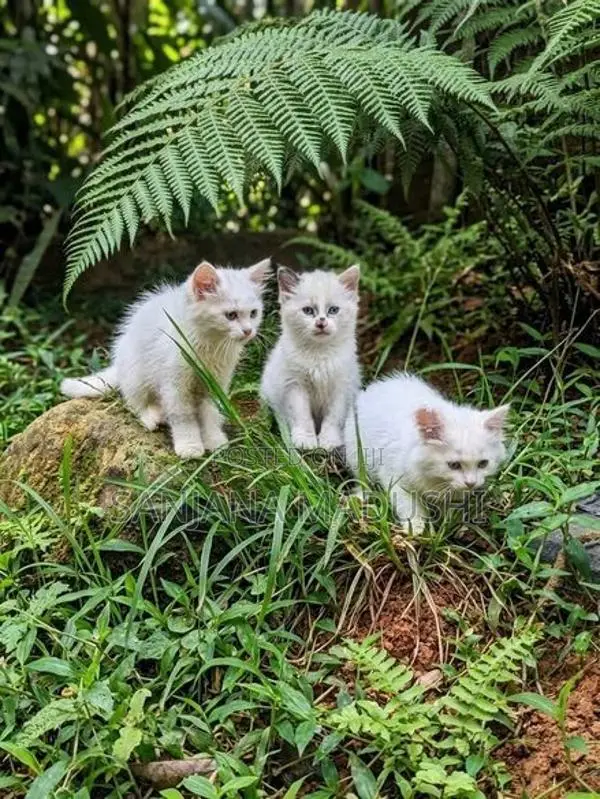 Persian Cat