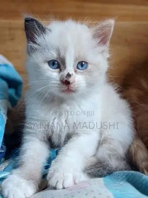 Persian Cat