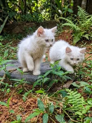 Persian Cat