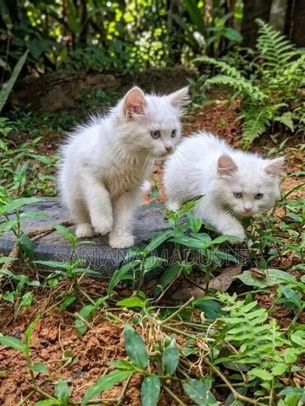 Persian Cat