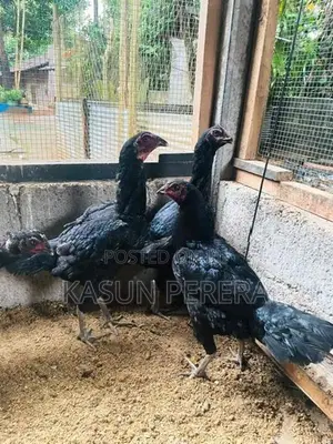 Burum Fightingline Hens