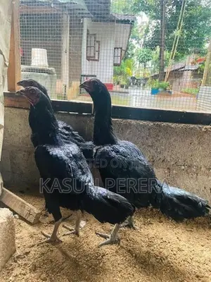 Burum Fightingline Hens