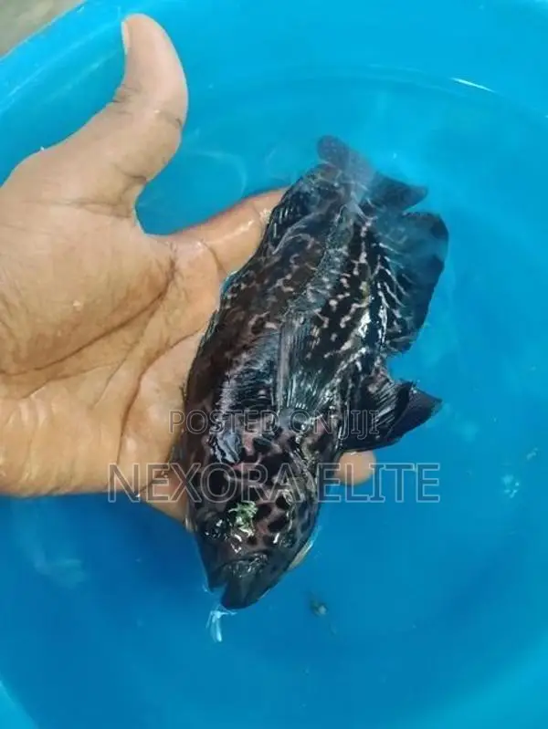 Jaguar Fish Female