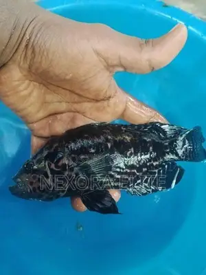Jaguar Fish Female
