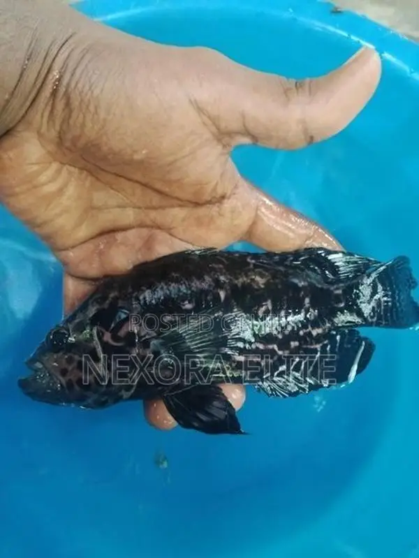 Jaguar Fish Female