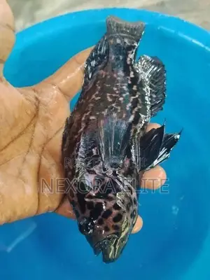 Jaguar Fish Female