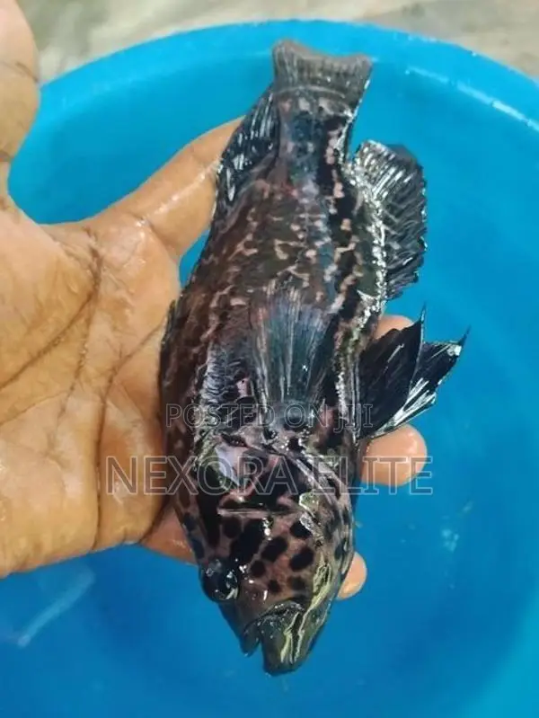 Jaguar Fish Female