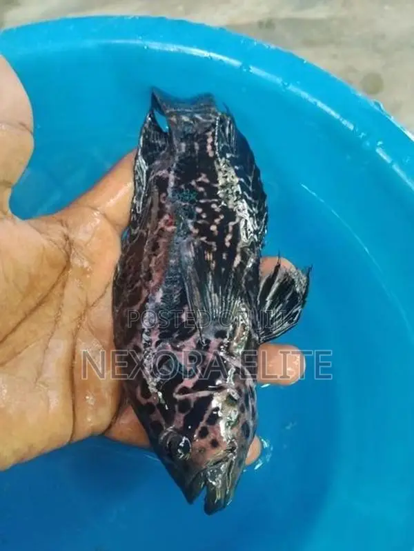 Jaguar Fish Female