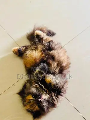 Persian Cat