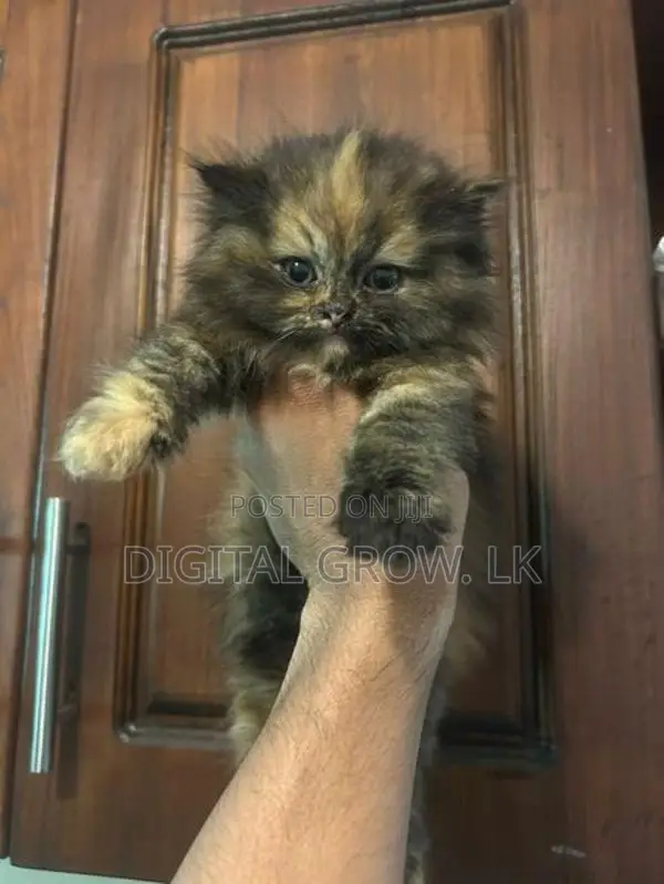 Persian Cat