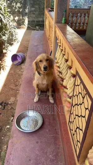 Golden Retriever Puppy