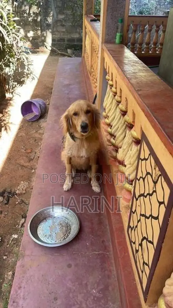 Golden Retriever Puppy