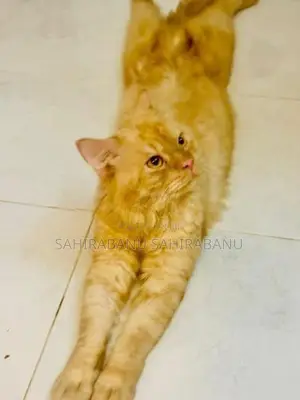 Persian Cross Cat
