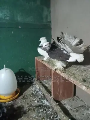 Animals